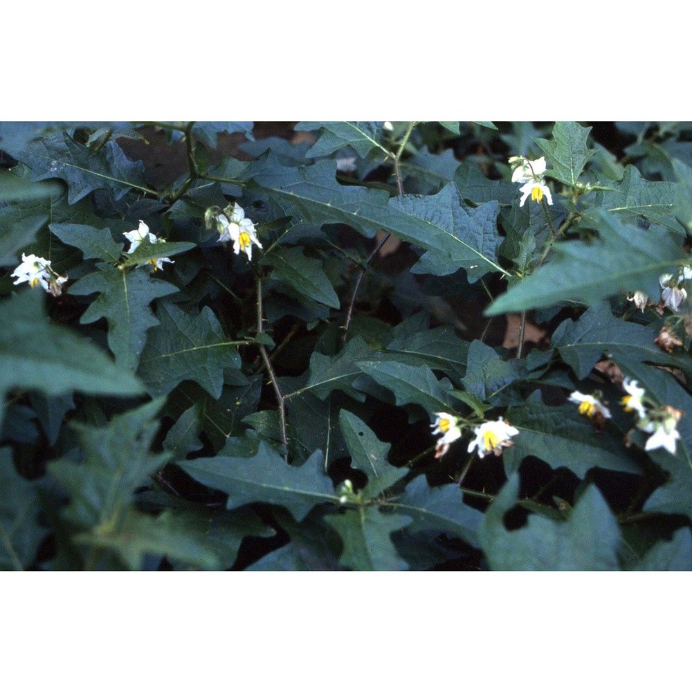 solanum carolinense l.