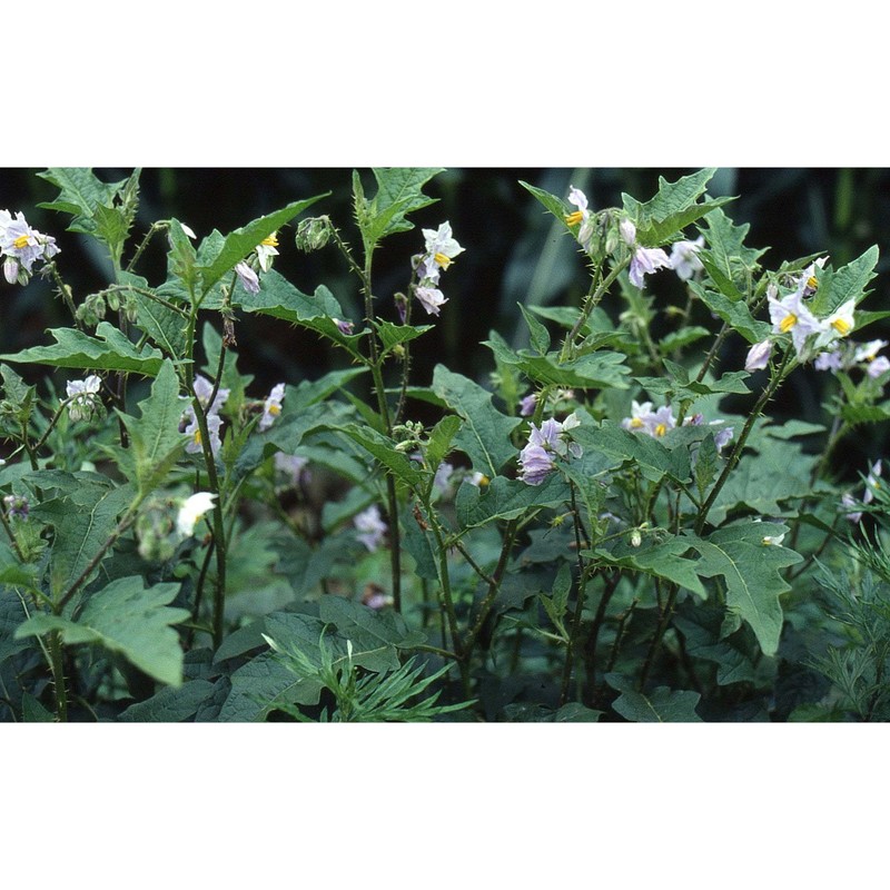 solanum carolinense l.