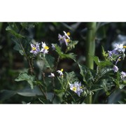 solanum carolinense l.