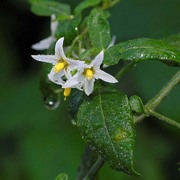 solanum chenopodioides lam.