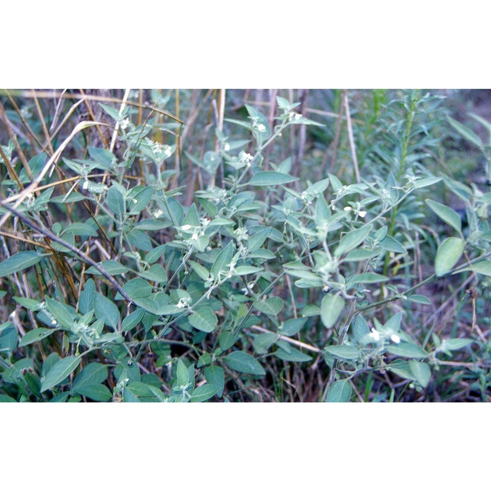 solanum chenopodioides lam.