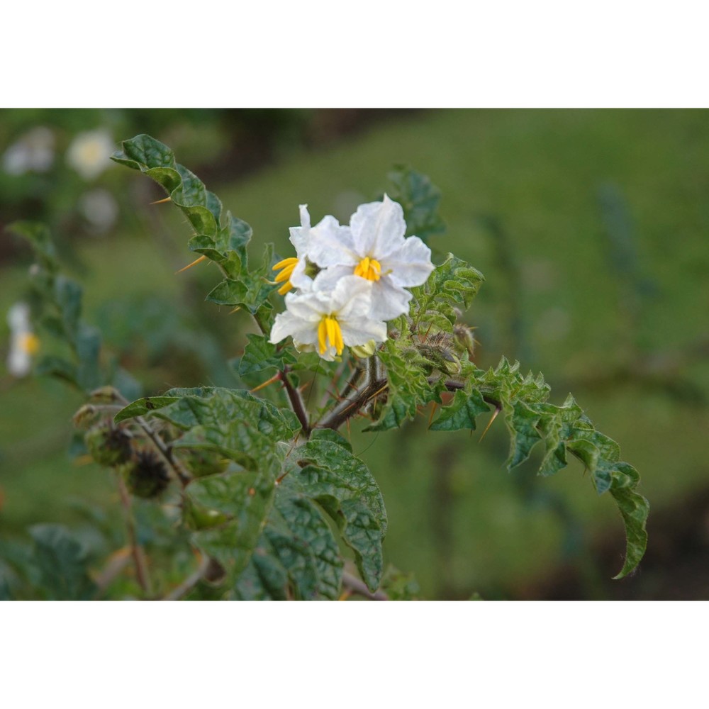 solanum citrullifolium a. br.