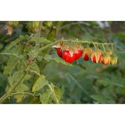 solanum citrullifolium a. br.