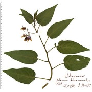 solanum dulcamara l.