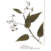 solanum dulcamara l.