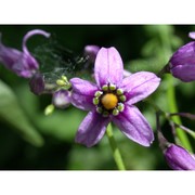 solanum dulcamara l.