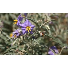 solanum elaeagnifolium cav.