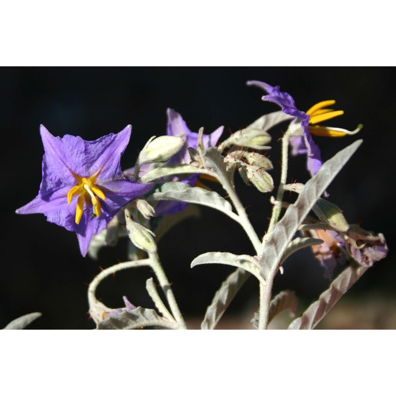 solanum elaeagnifolium cav.