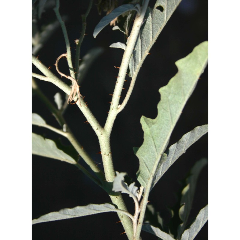 solanum elaeagnifolium cav.