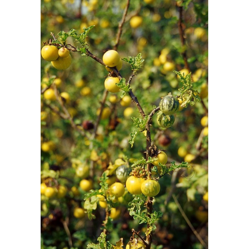 solanum linnaeanum hepper et p.-m. l. jaeger