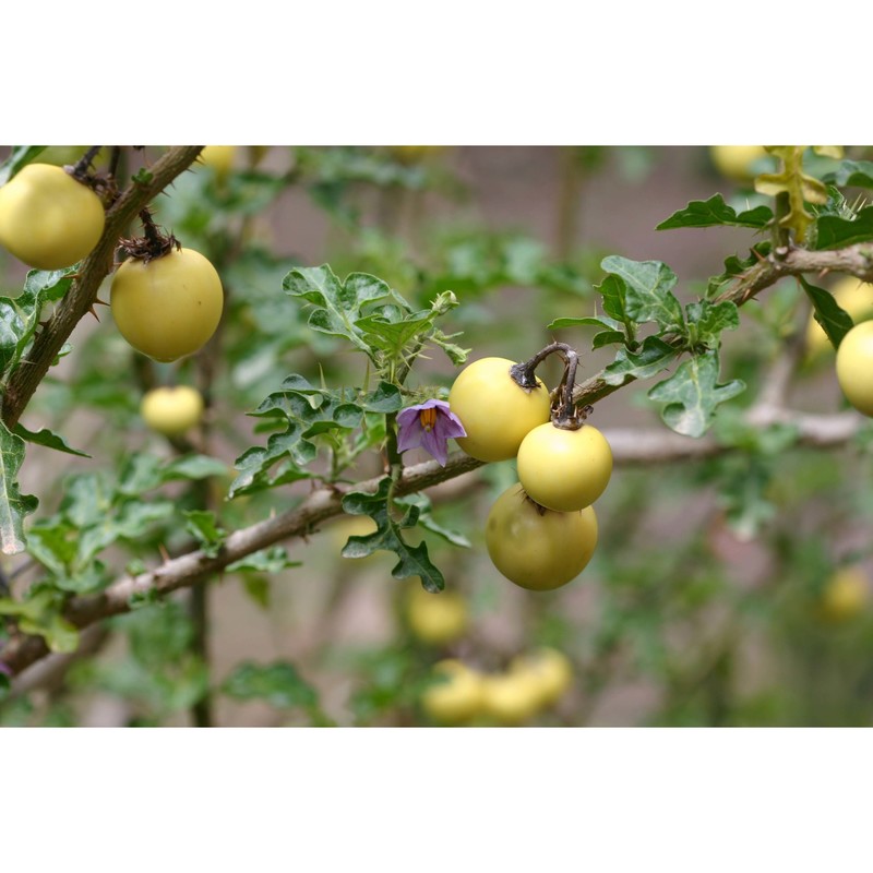 solanum linnaeanum hepper et p.-m. l. jaeger