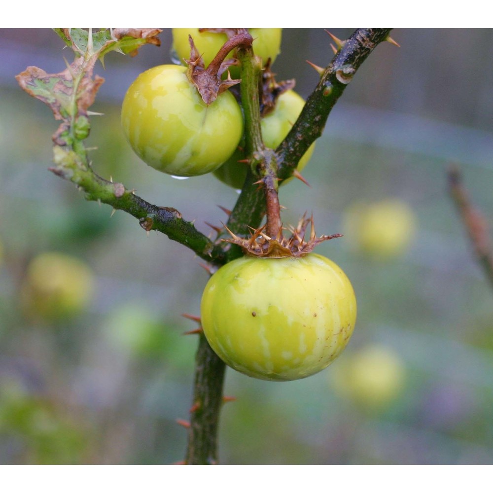 solanum linnaeanum hepper et p.-m. l. jaeger