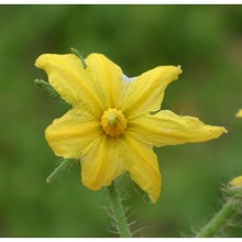 solanum lycopersicum l.