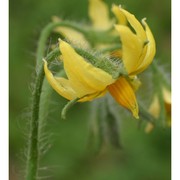 solanum lycopersicum l.