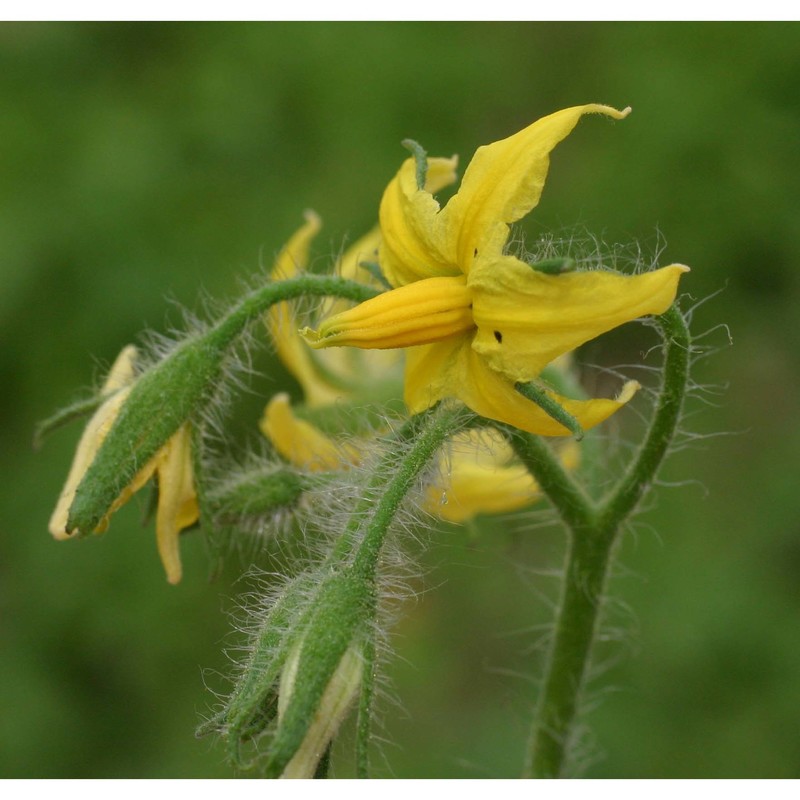 solanum lycopersicum l.