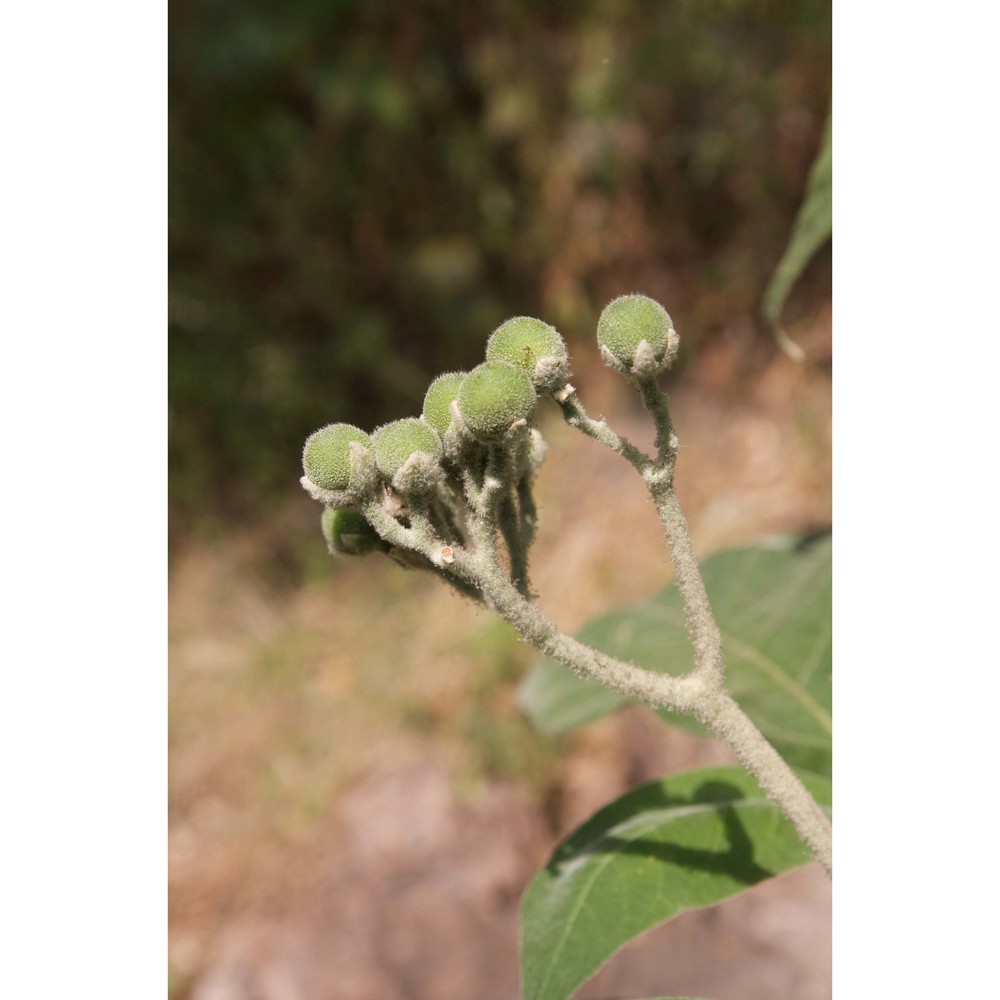 solanum mauritianum scop.