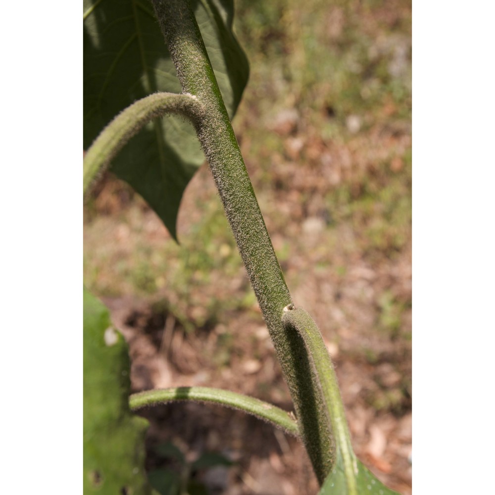 solanum mauritianum scop.