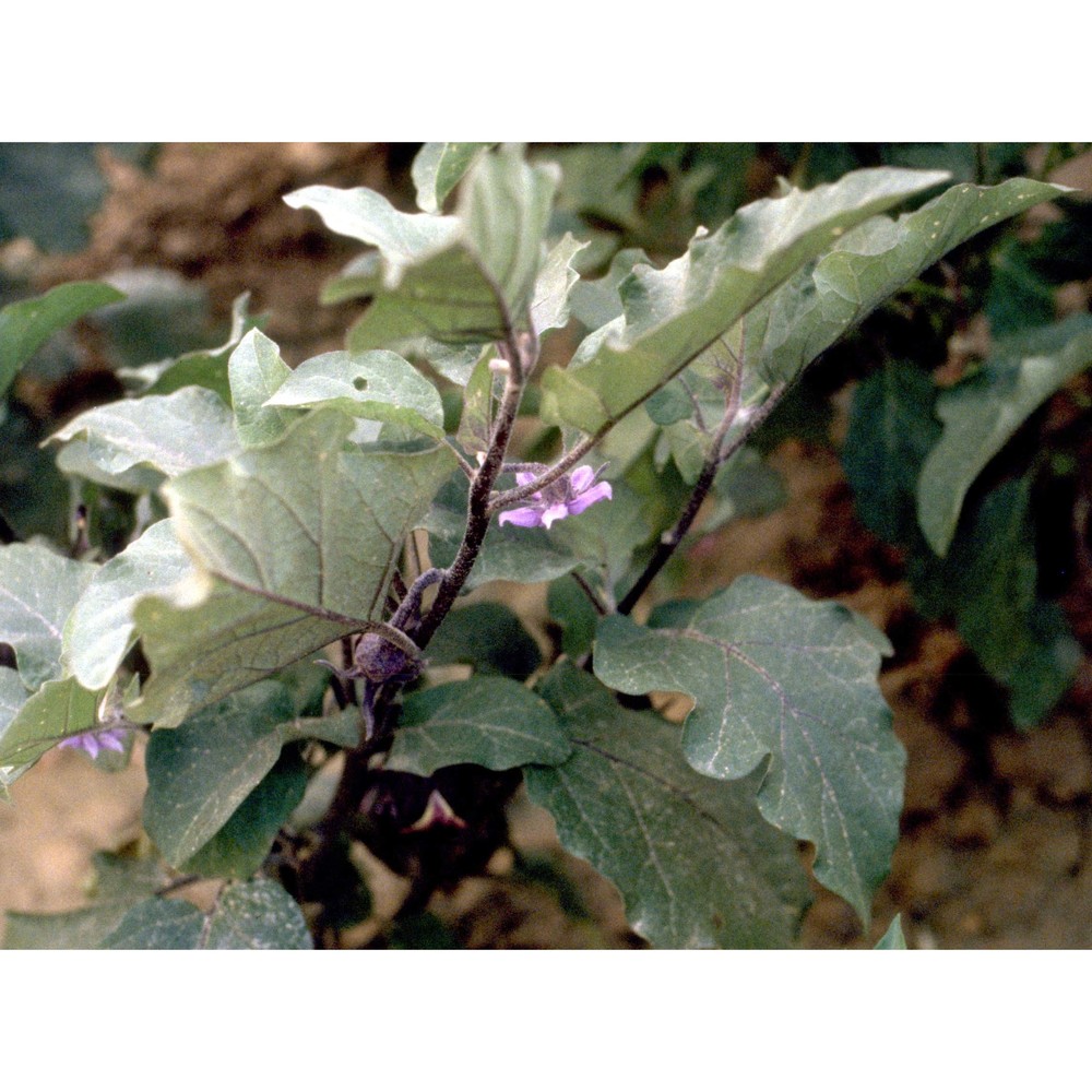 solanum melongena l.