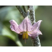 solanum melongena l.