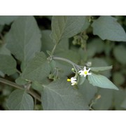 solanum nigrum l.