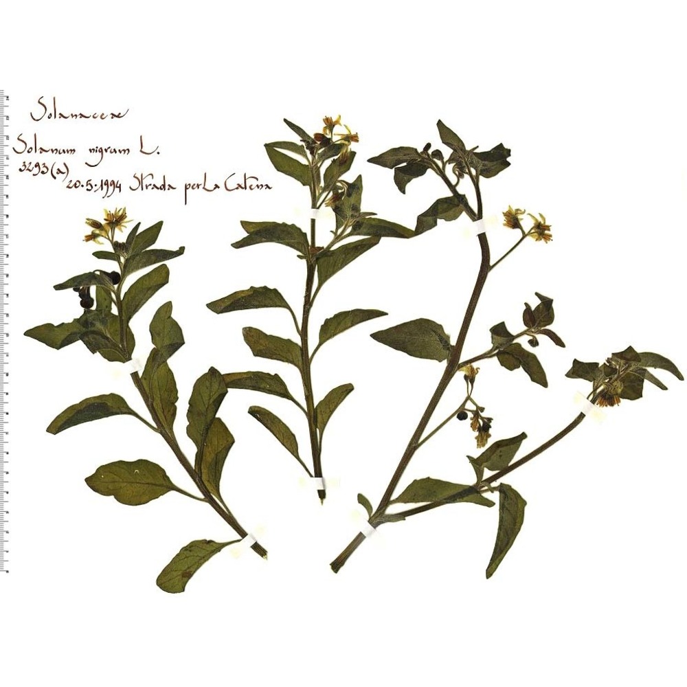 solanum nigrum l.