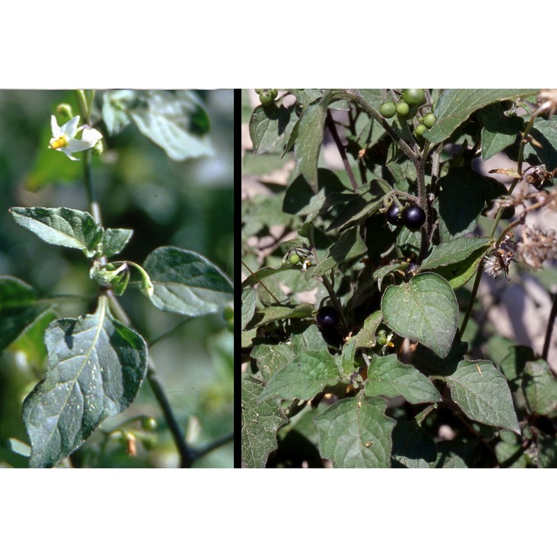 solanum nigrum l.