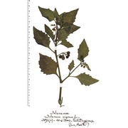 solanum nigrum l.