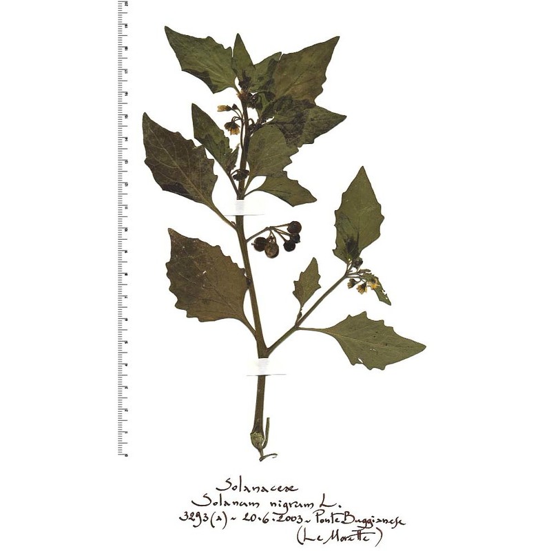 solanum nigrum l.