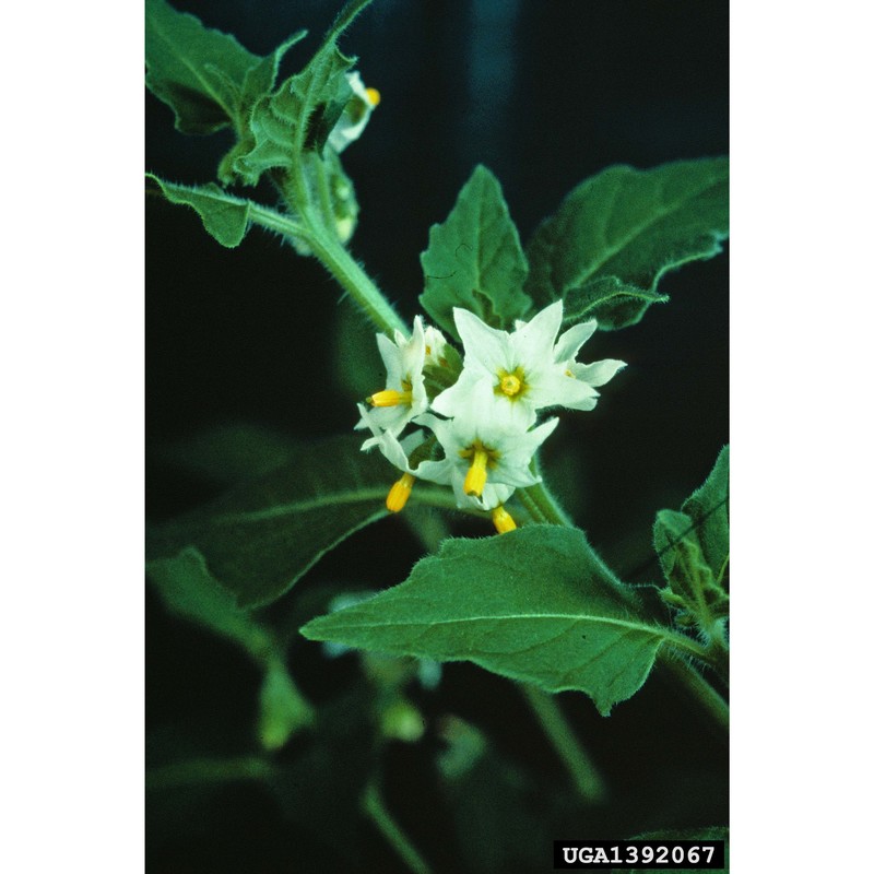 solanum physalifolium rusby var. nitidibaccatum (bitter) edmonds