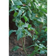 solanum physalifolium rusby var. nitidibaccatum (bitter) edmonds