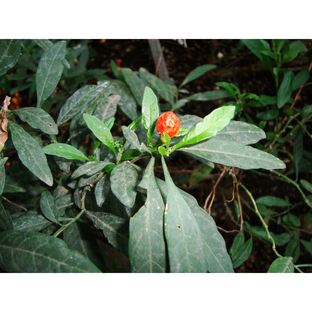 solanum pseudocapsicum l.