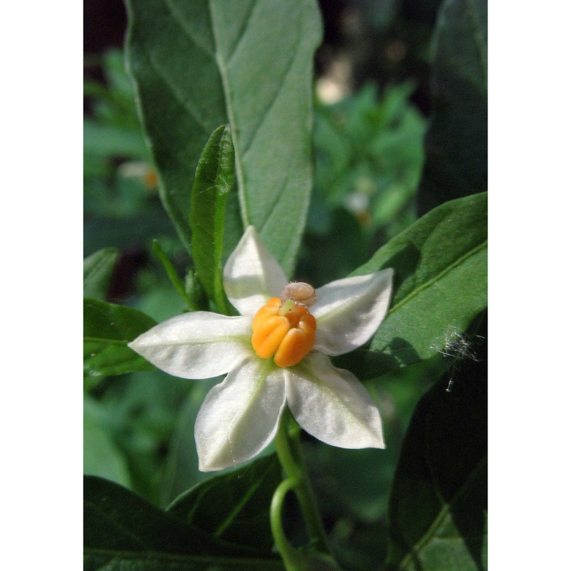 solanum pseudocapsicum l.