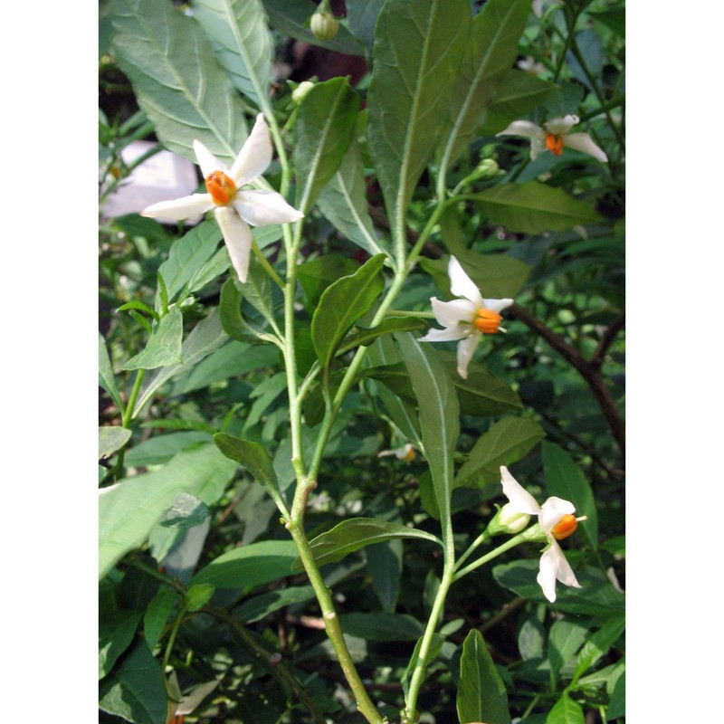 solanum pseudocapsicum l.