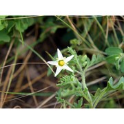 solanum sarrachoides sendtn.