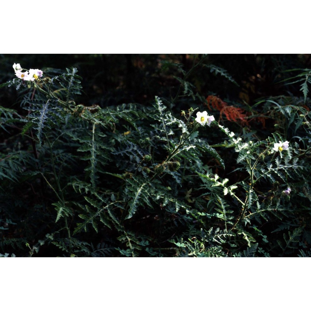 solanum sisymbrifolium lam.