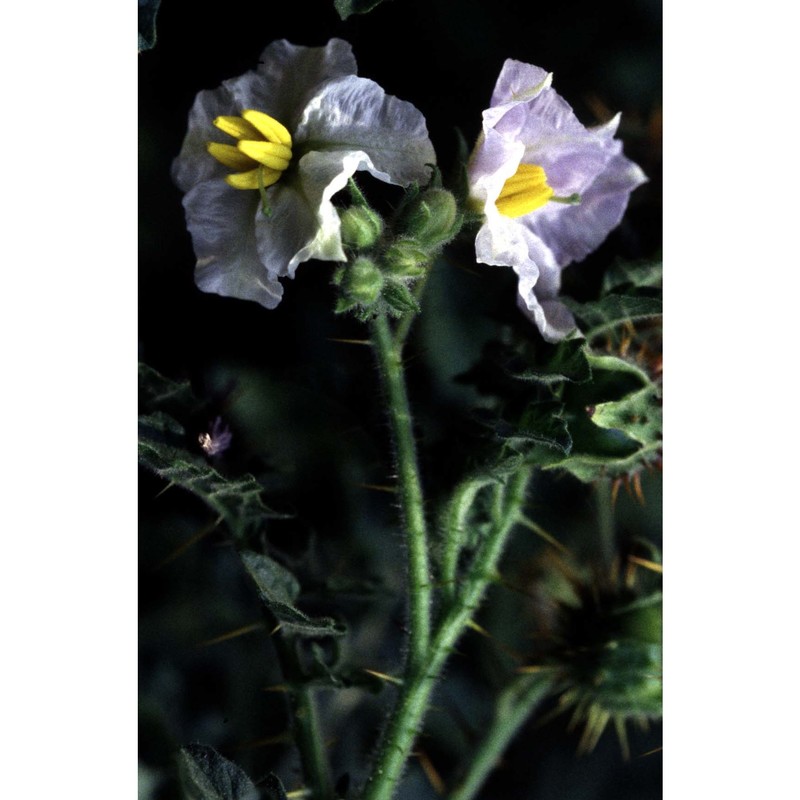 solanum sisymbrifolium lam.