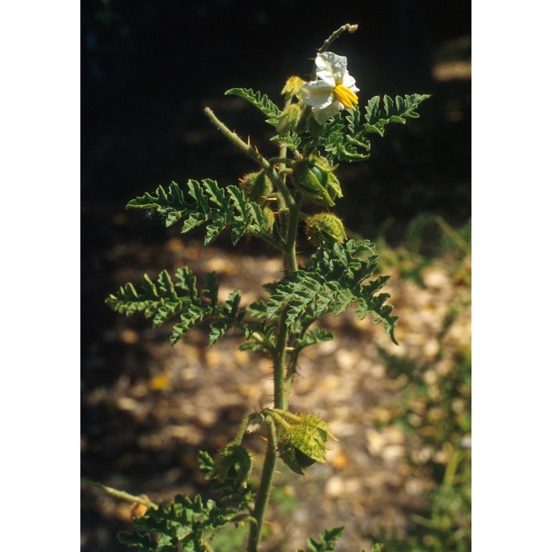 solanum sisymbrifolium lam.