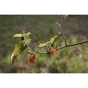 solanum villosum mill.