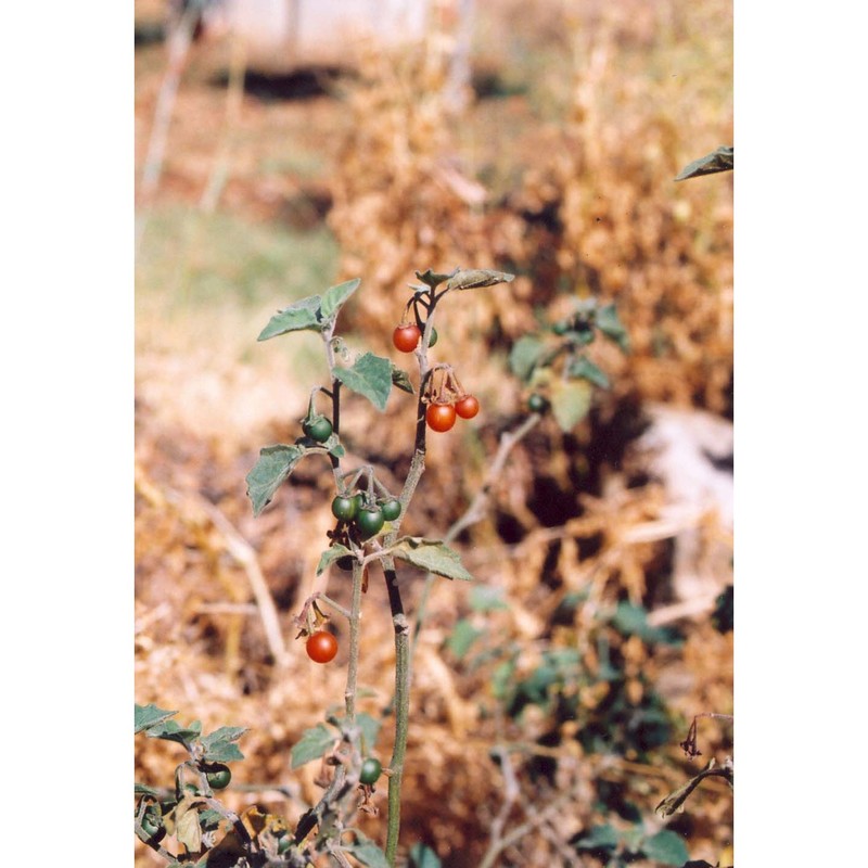 solanum villosum mill.