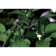 solanum villosum mill.