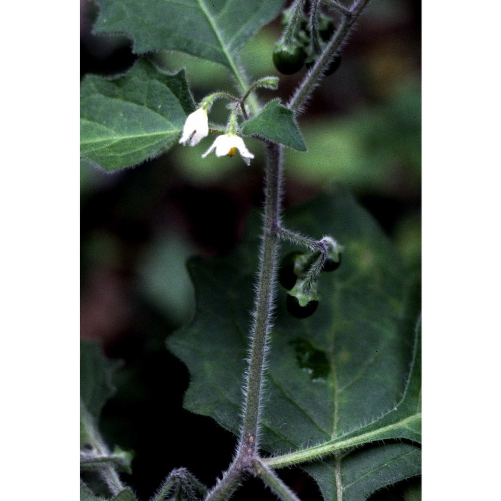 solanum villosum mill.