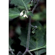 solanum villosum mill.