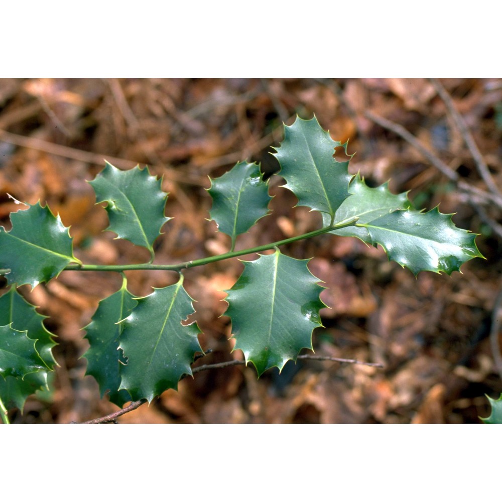 ilex aquifolium l.