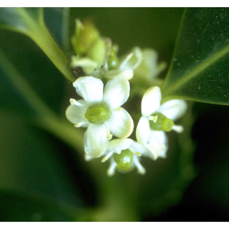 ilex aquifolium l.