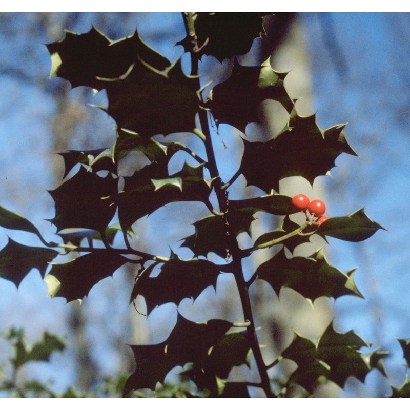 ilex aquifolium l.