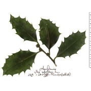 ilex aquifolium l.