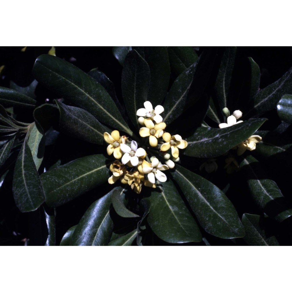 pittosporum tobira (thunb.) w. t. aiton