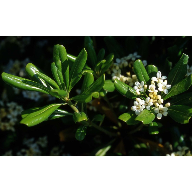 pittosporum tobira (thunb.) w. t. aiton