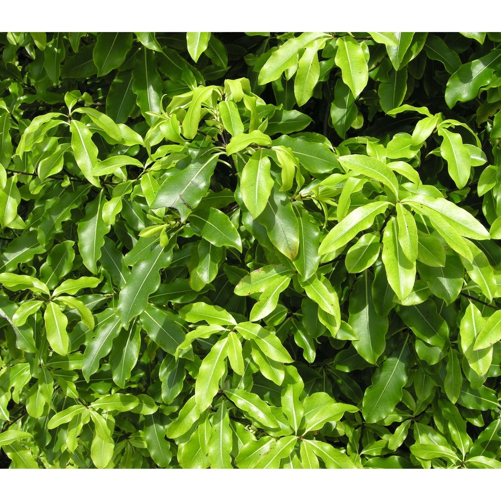 pittosporum undulatum vent.