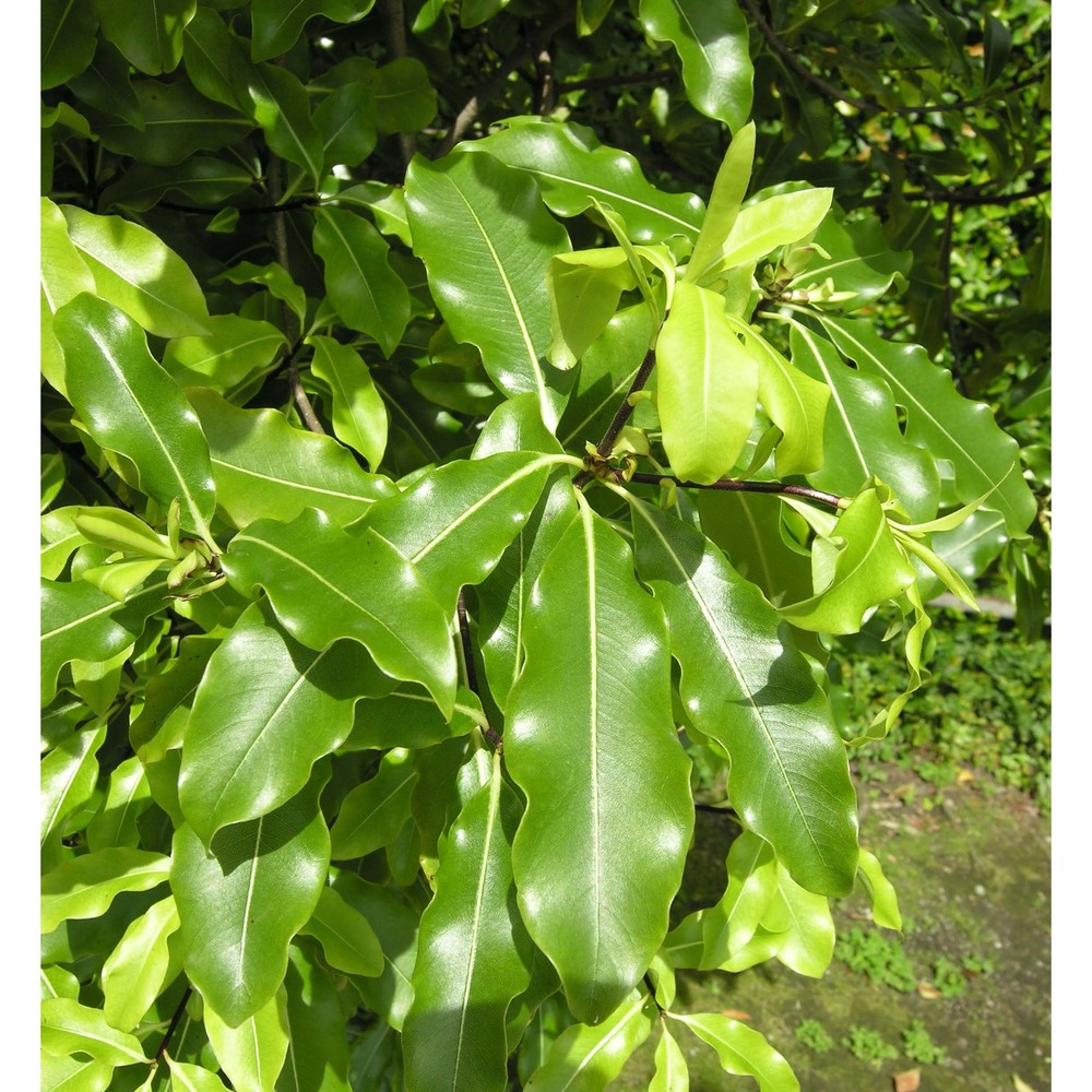 pittosporum undulatum vent.